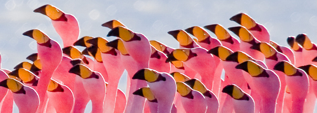 Christophe Flamingo, Chaman